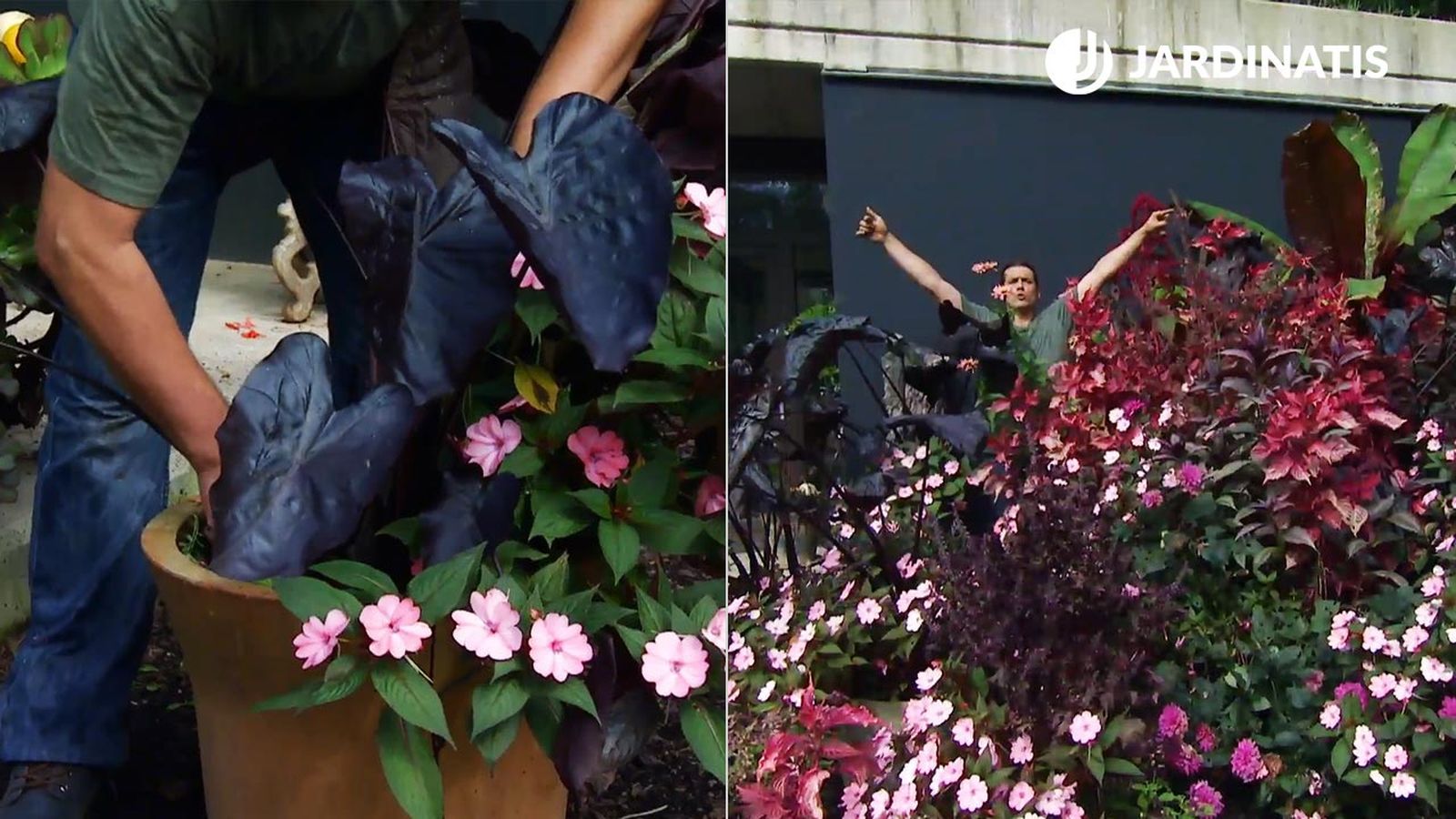 parterre floral tonos rosas negros reproduccion colocasia black magic xl deco 669 jardin