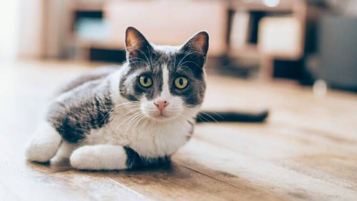 feromonas para gatos 1 (1)