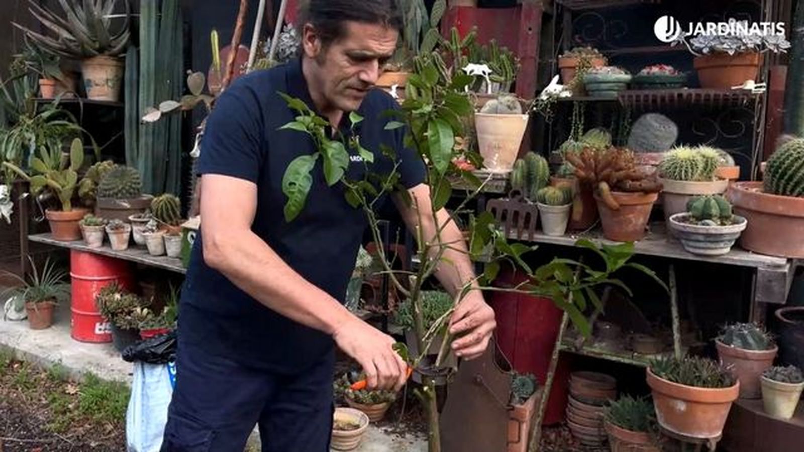 sanear limonero con falta de abono jardinatis 23 32