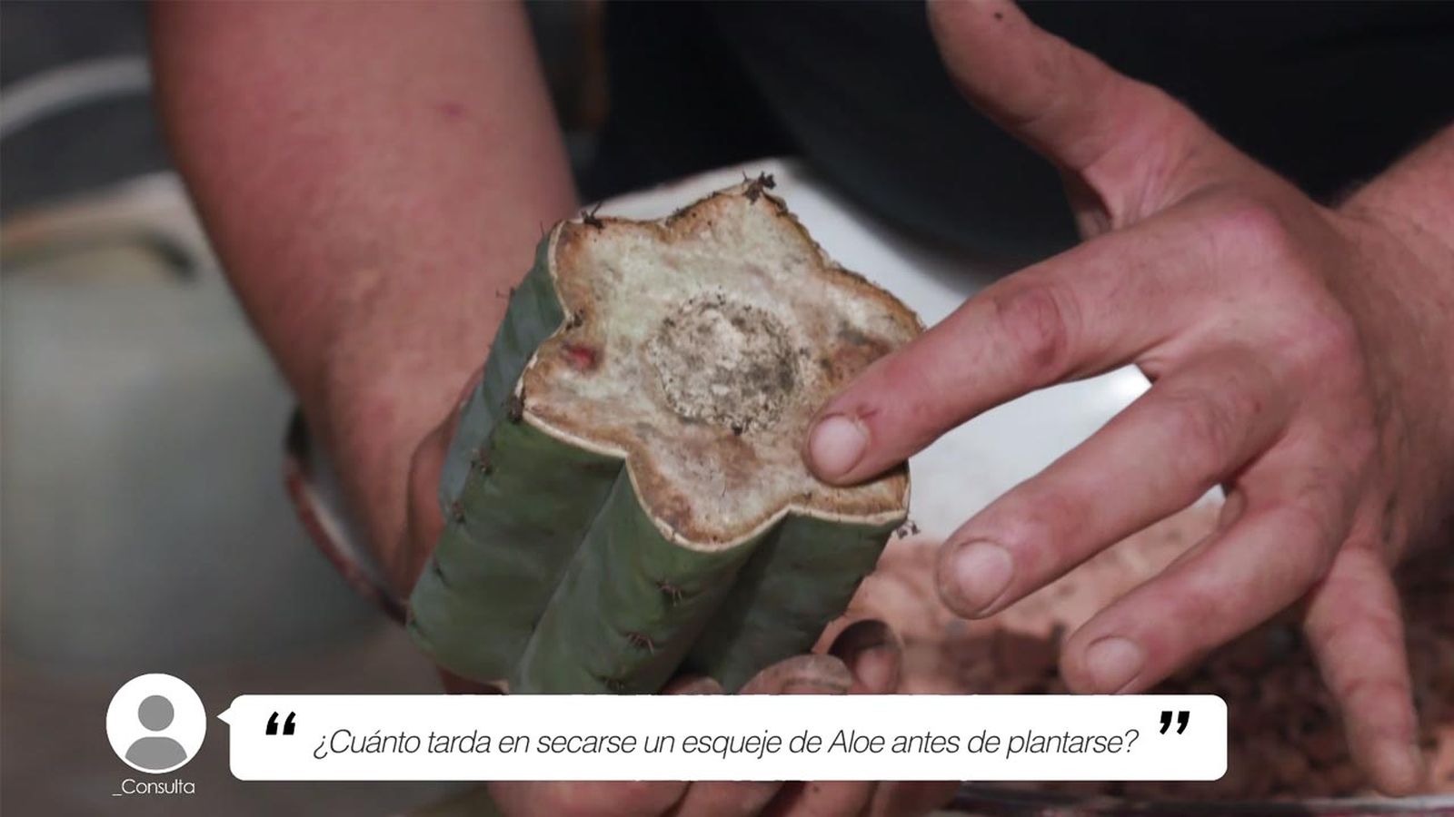 brico 1005 jardin tiempo secar esqueje san pedro