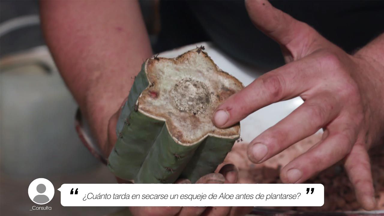 brico 1005 jardin tiempo secar esqueje san pedro