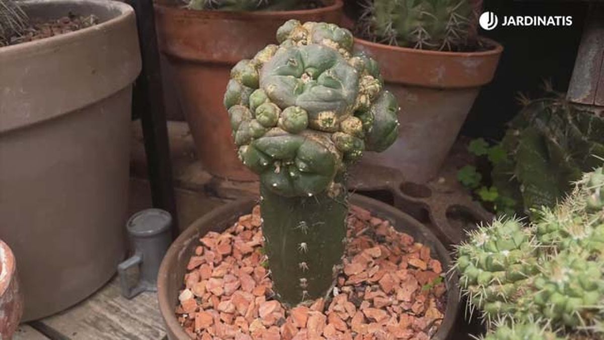 cactus injertado peyote sobre san pedro coleccion inigo segurola