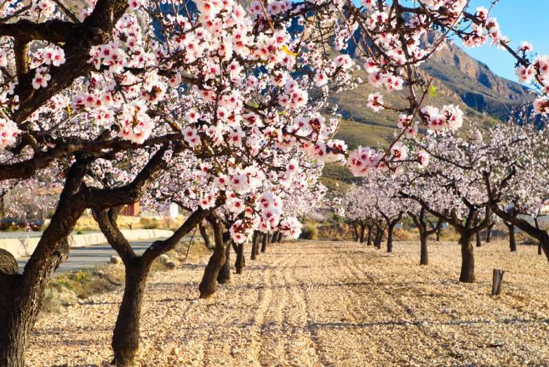 Prunus dulcis.