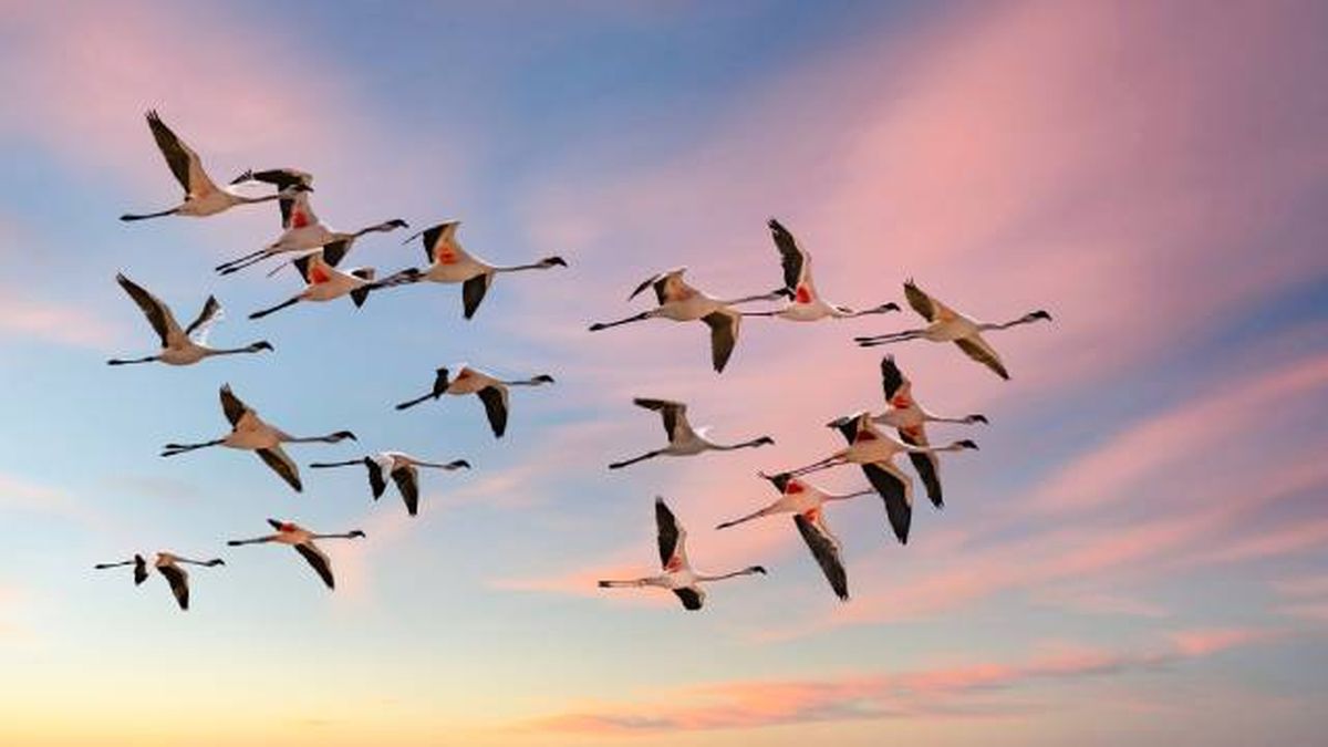 flamencos aves vuelo