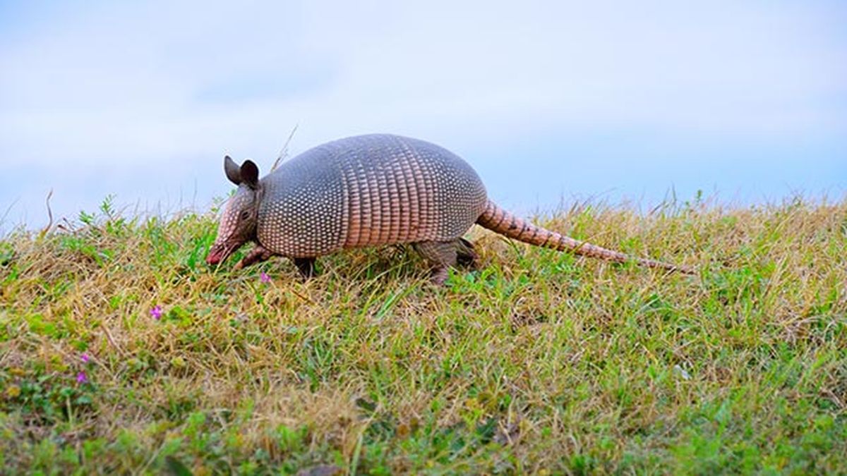 armadillo