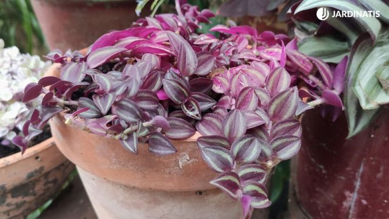tradescantia zebrina purple passion