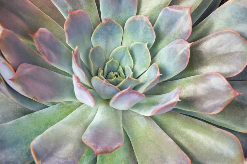 Sempervivum