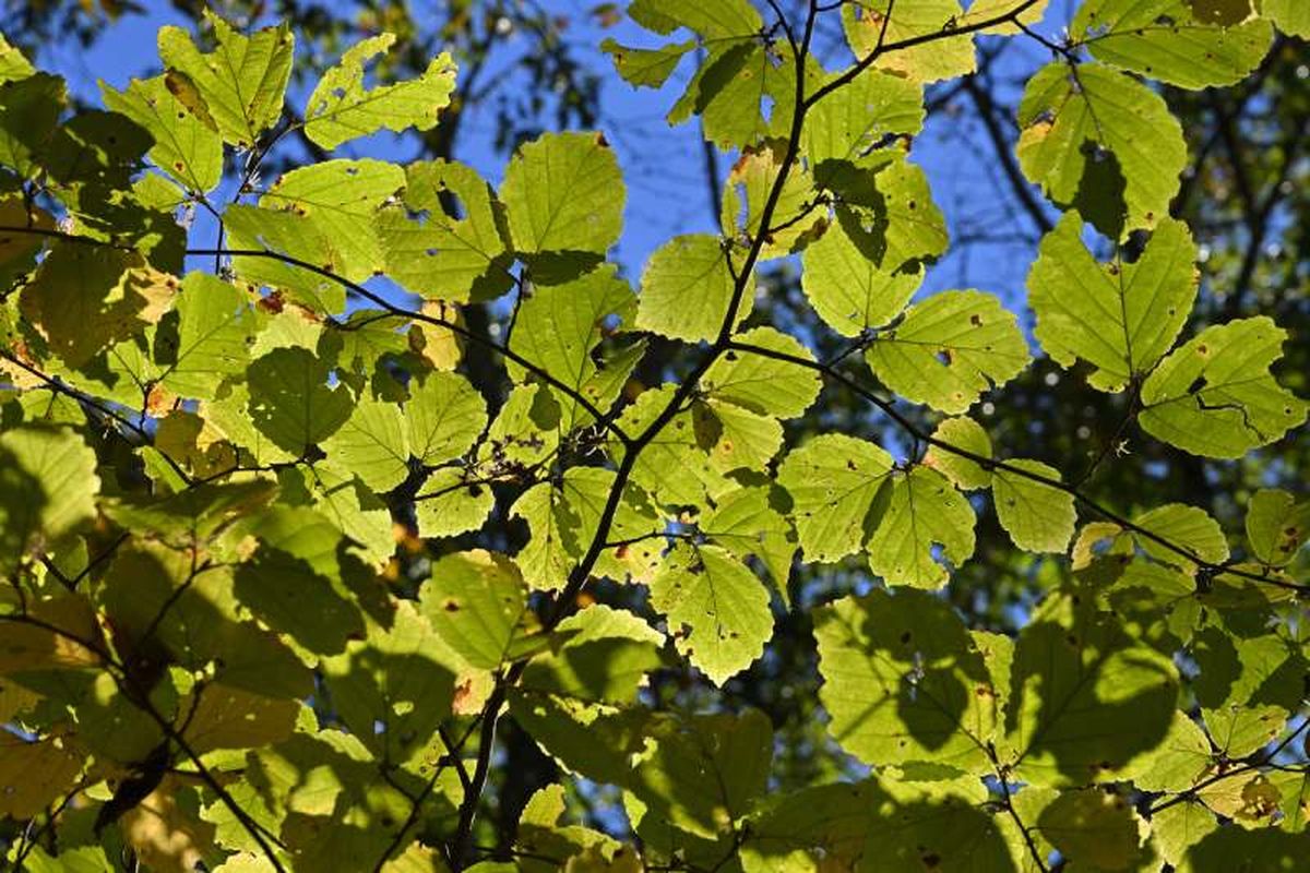 Hojas de hamamelis, conocido comúnmente como escoba de bruja