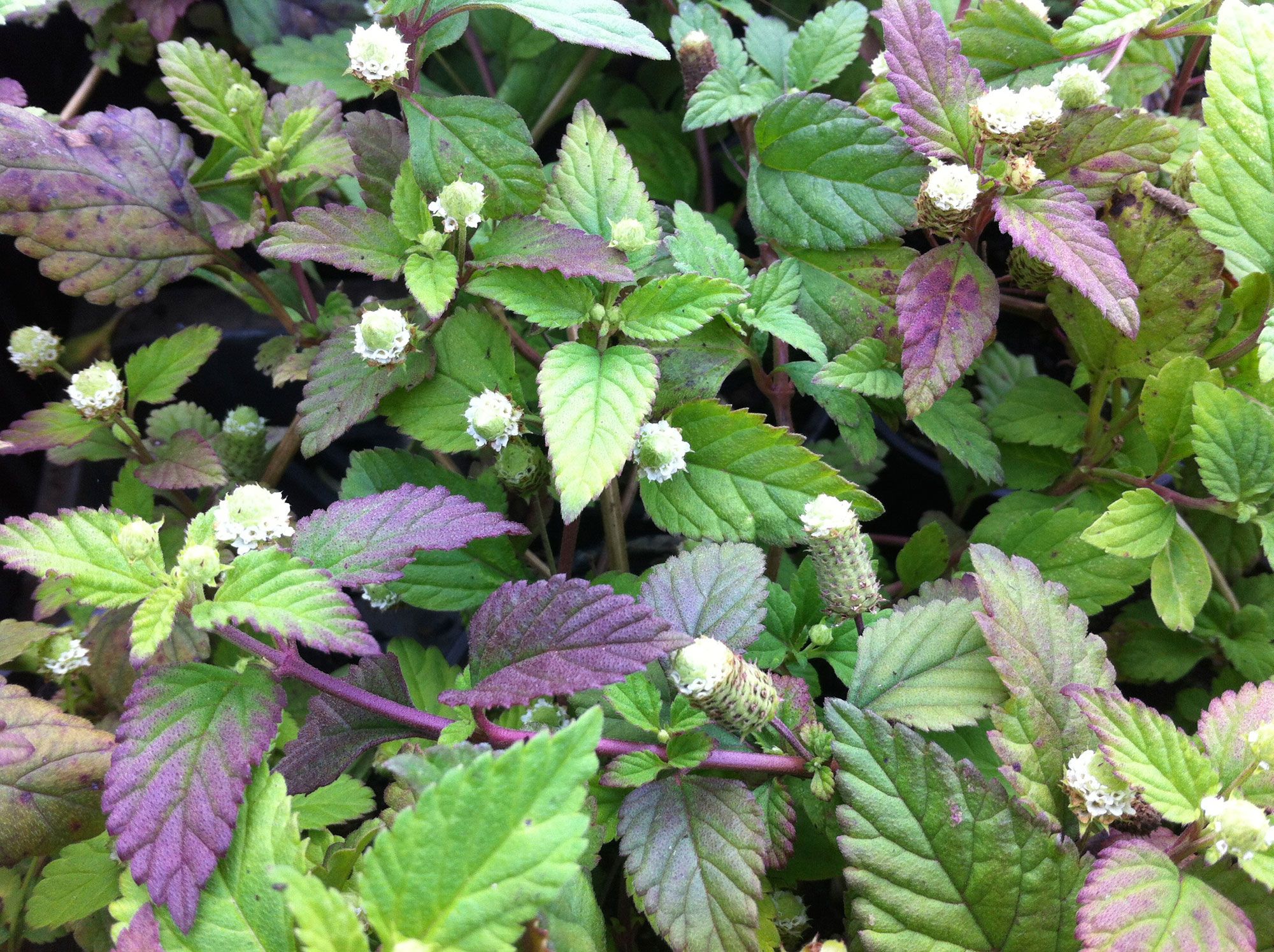 Tres flores comestibles   lippia dulcis