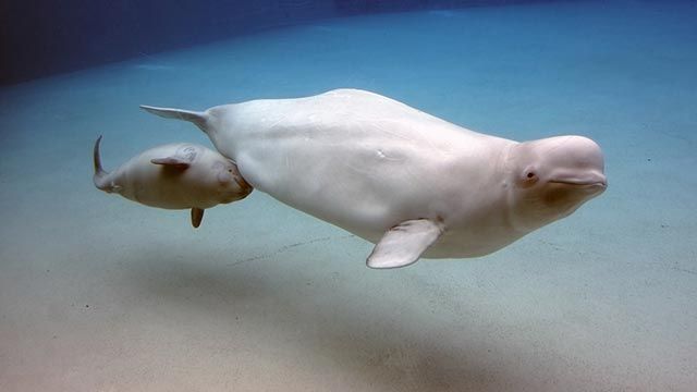 beluga