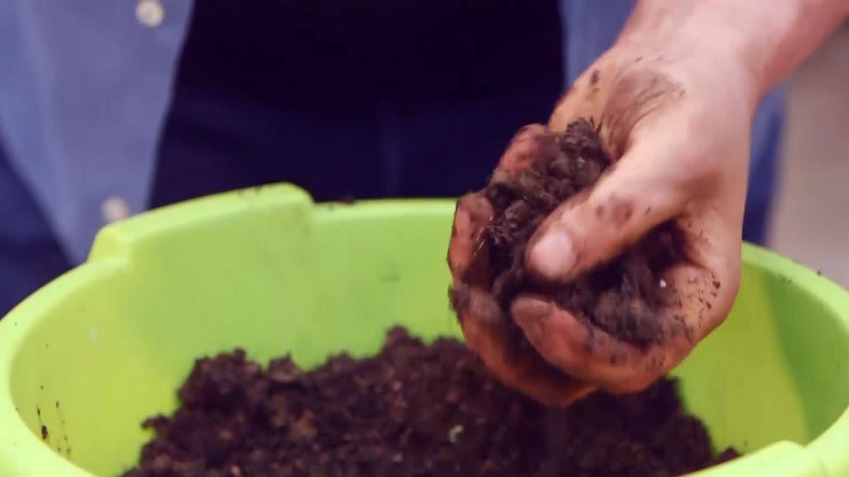 brico 945 3 capsulas enraizamiento paso 3