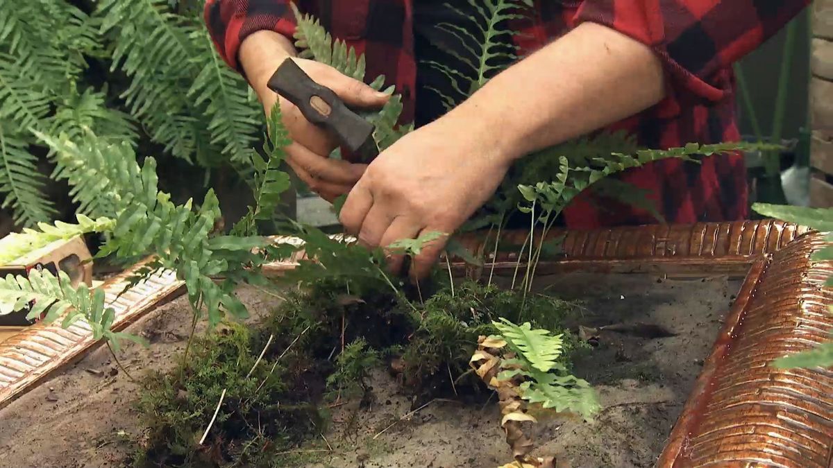 Deco 721 jardineria fijar helecho