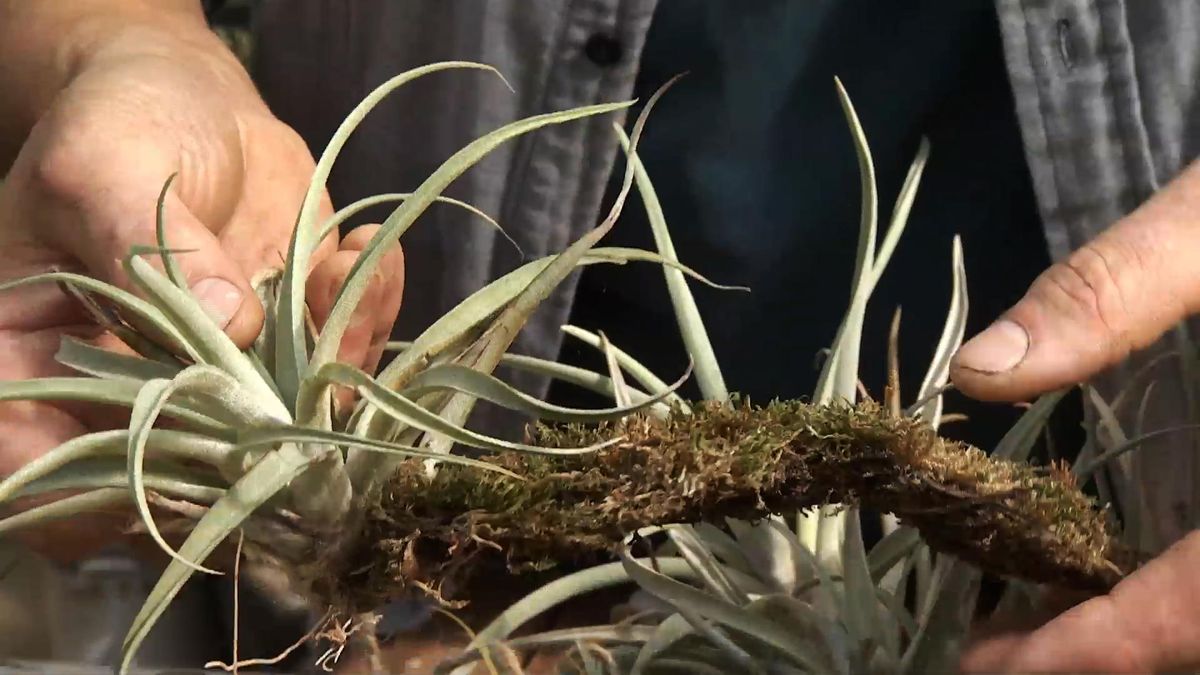 Deco729 jardineria claveles aire tropicales