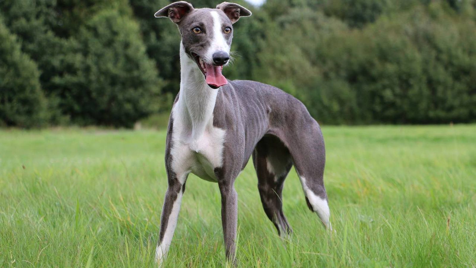 El Whippet es considerado como un galgo de tamaño mediano