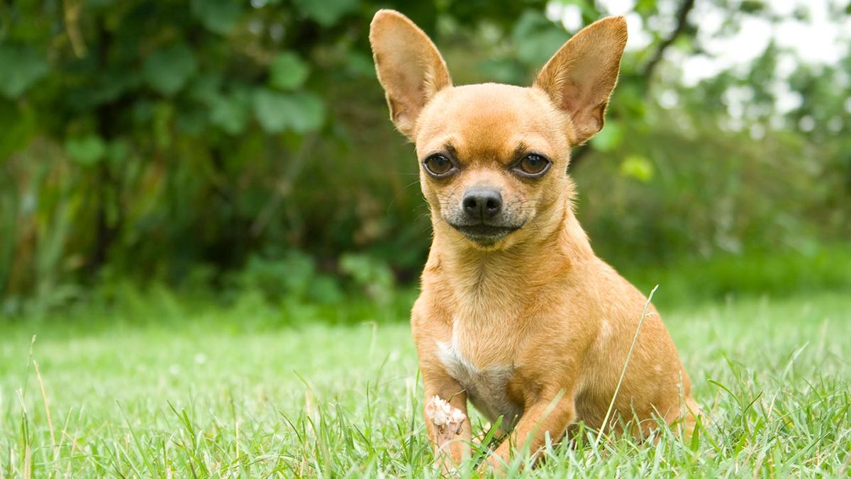 razas perros pequenos 1 chihuahua
