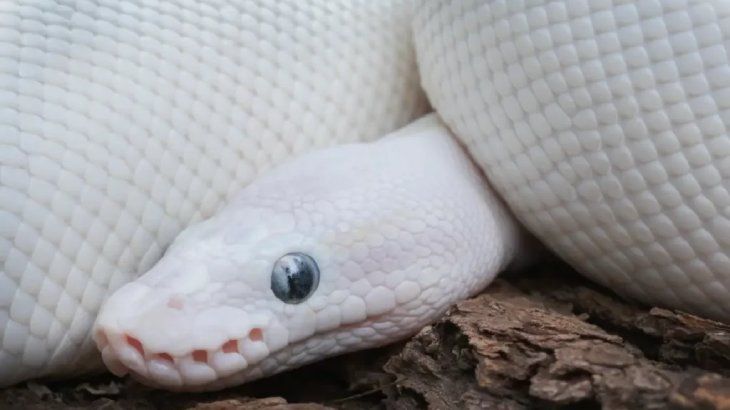 animales albinos 3