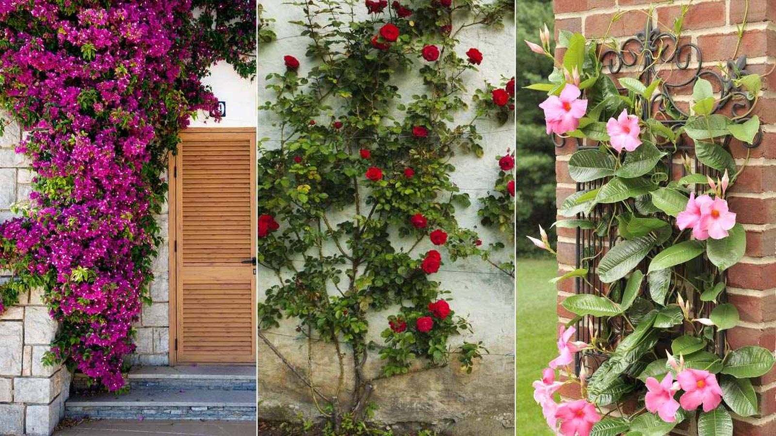 Las plantas trepadoras con flores presentan una amplia variedad de tonalidades