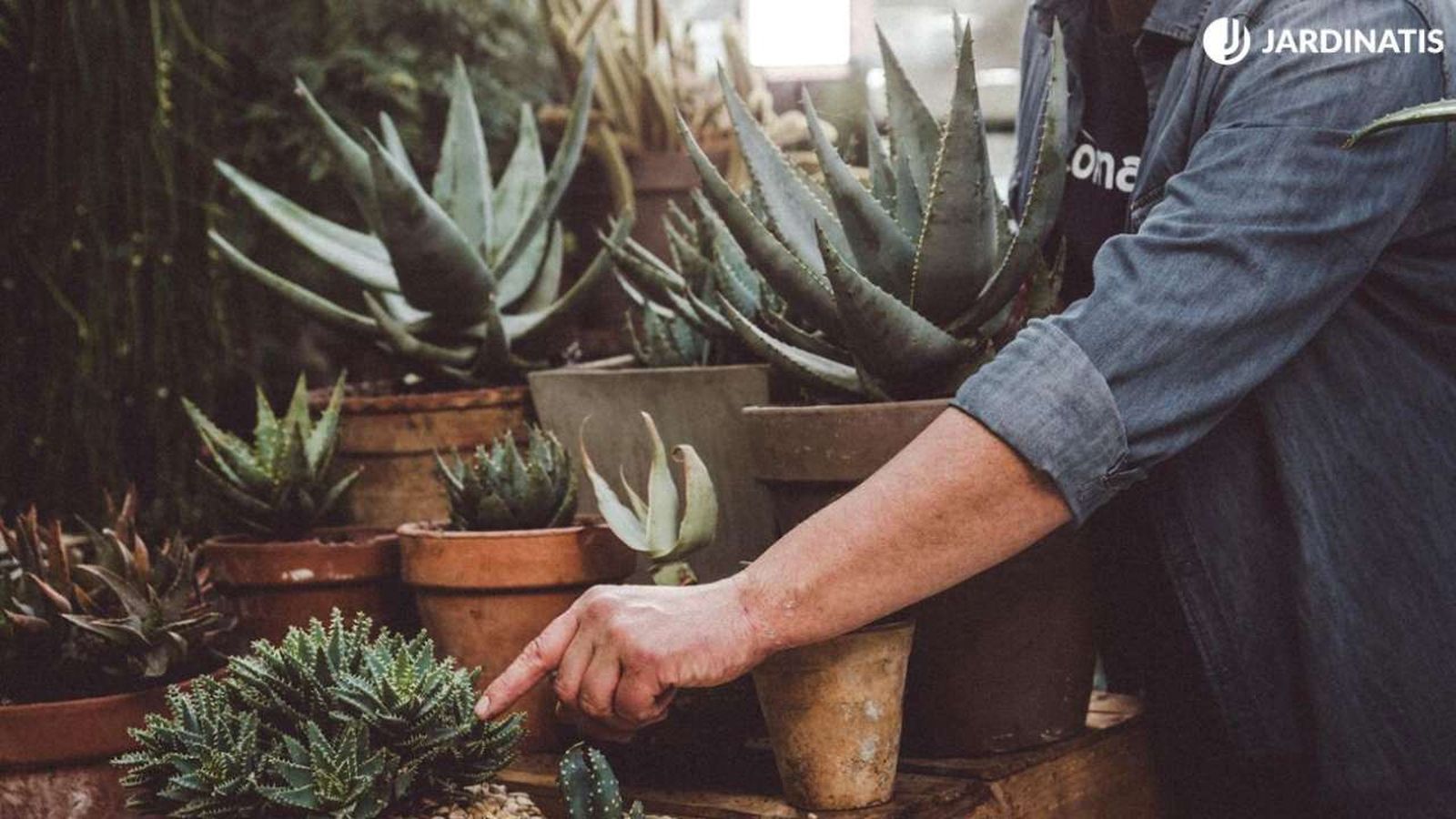 981 jardineria aloes