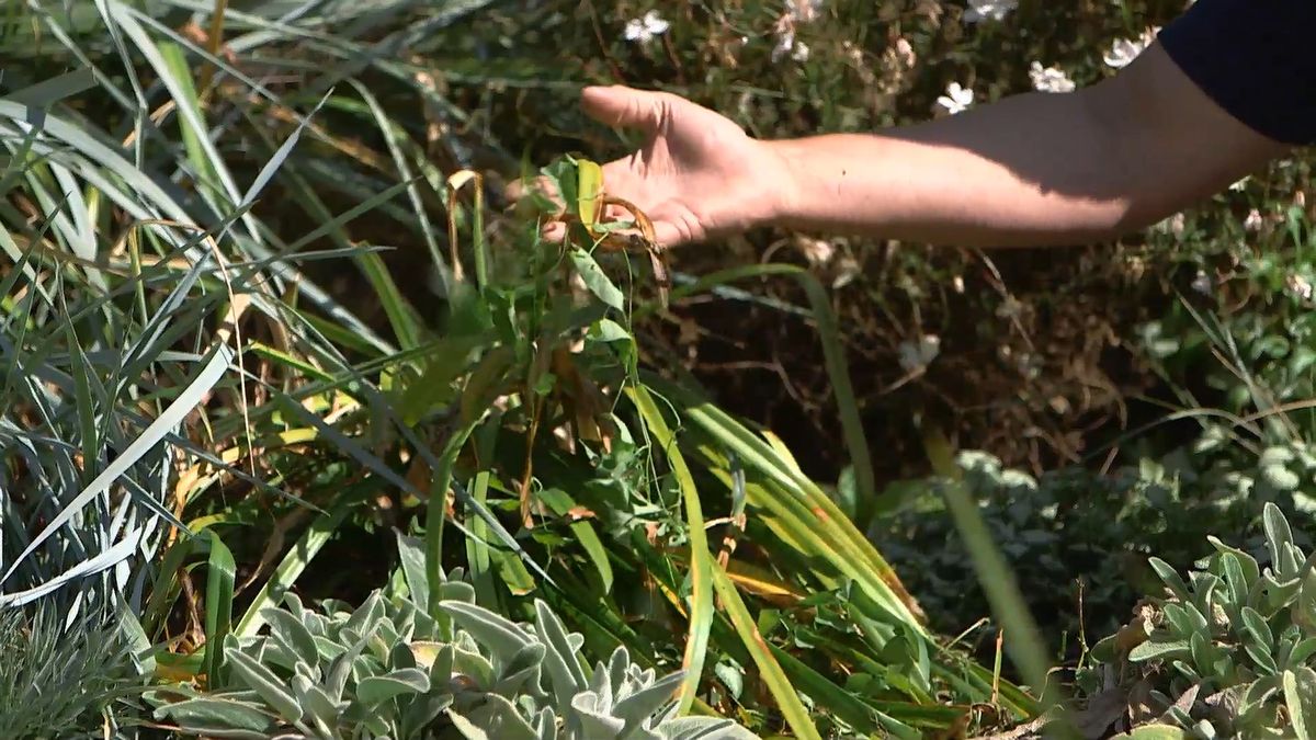 brico 965 briconsejo 3 como eliminar correhuela inicio