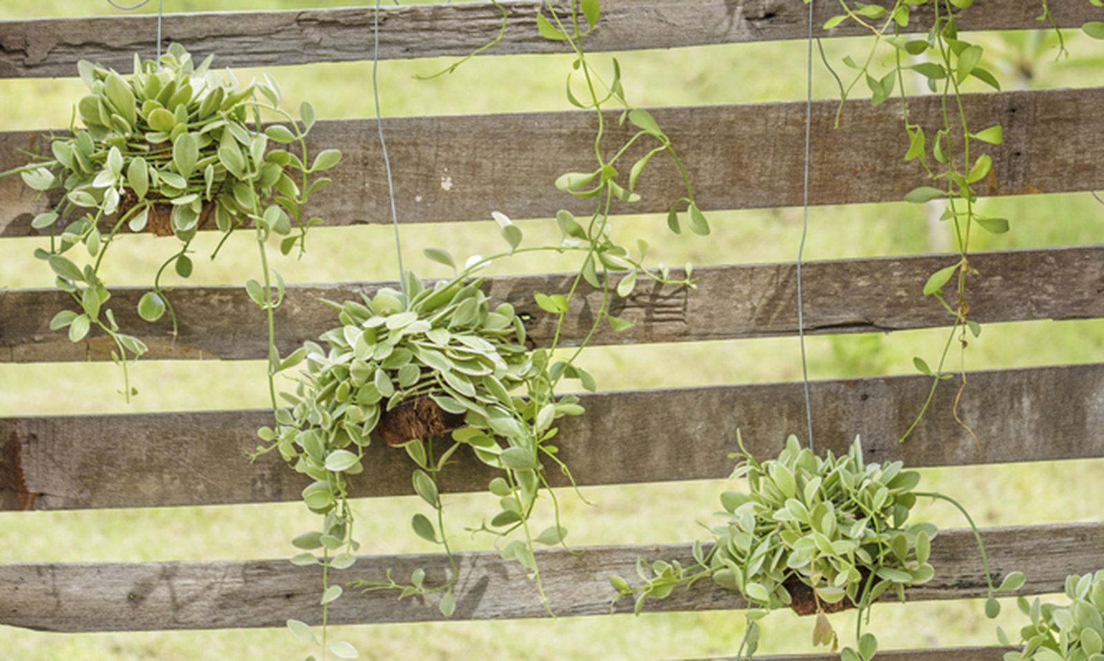 Jardín vertical con un palé