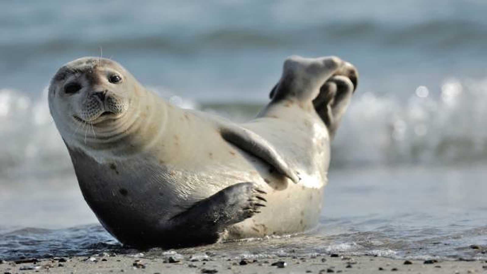 foca (1)
