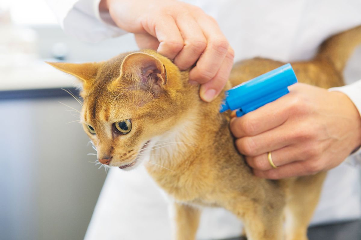 mascotas gatos identificacion microchip