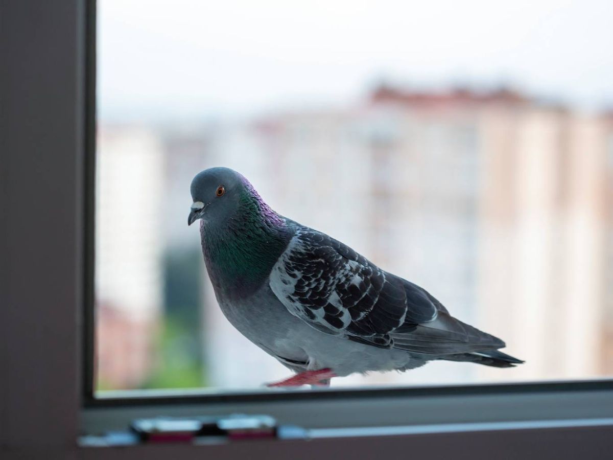 Las palomas están relacionadas tradicionalmente con la paz y el amor.