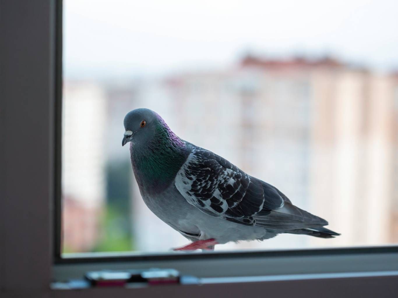 Las palomas están relacionadas tradicionalmente con la paz y el amor.