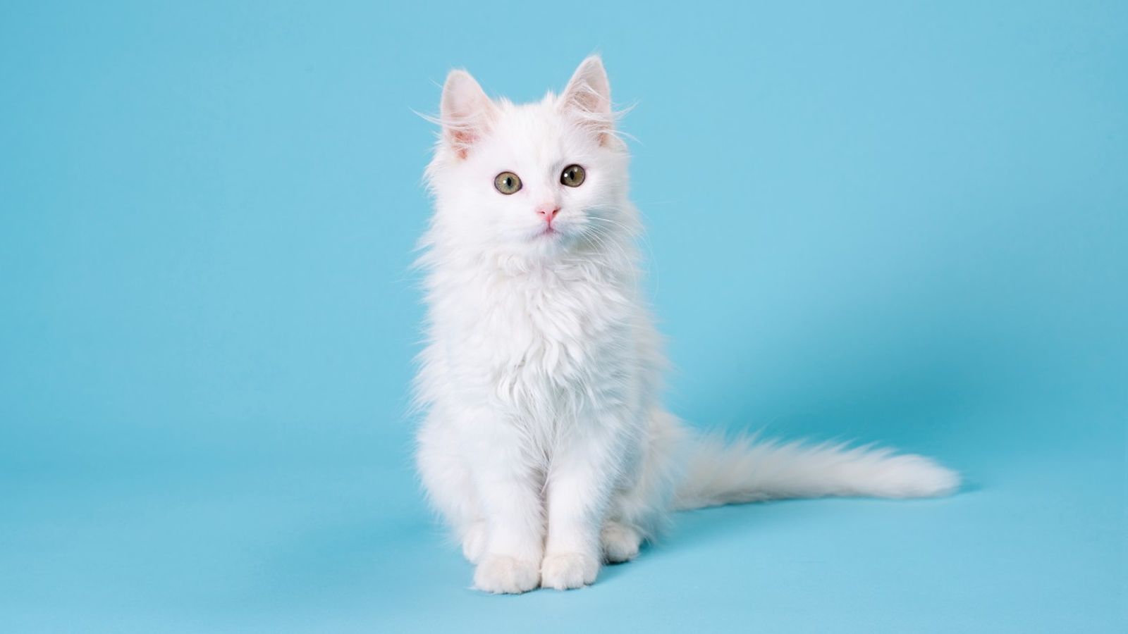 razas de gatos blancos