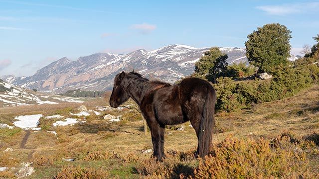 Caballo Losino