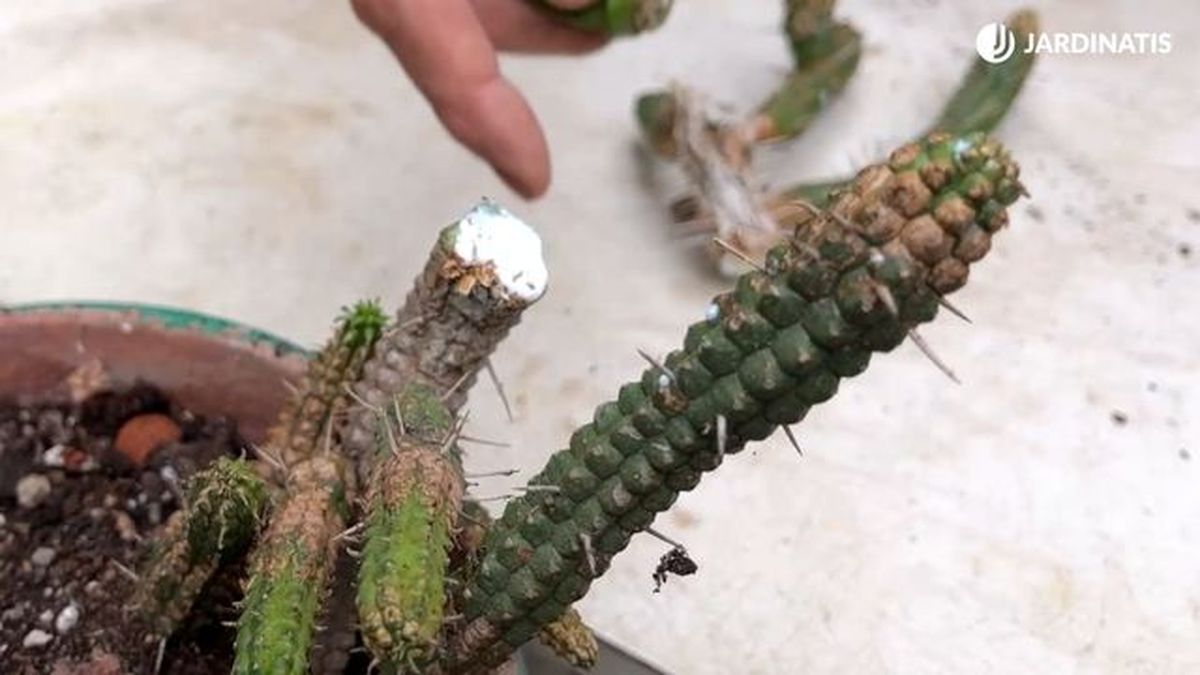 euphorbias latex jardinatis 23 34