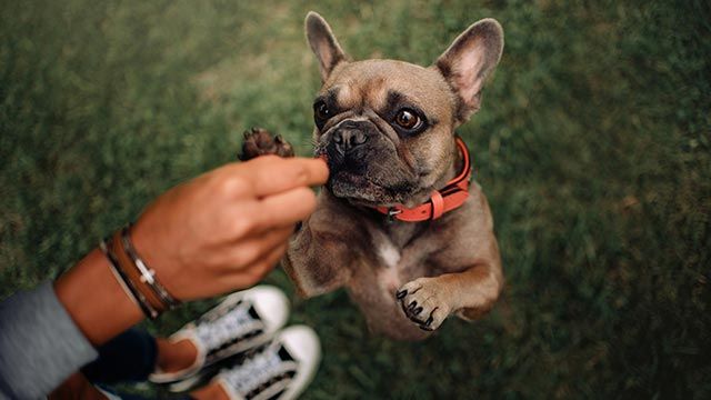 tipos snacks perro 2