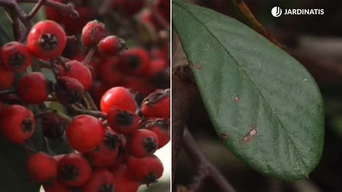 cotoneaster salicifolius follaje frutos rojos jardinatis