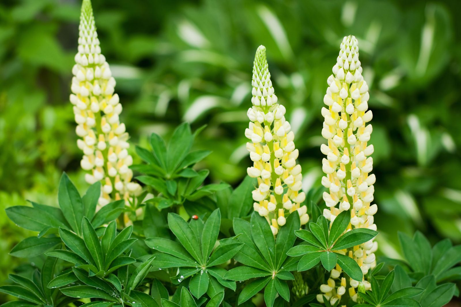 DEKO_JARDIN_624_Parterre de plantas vivaces de floracion amarilla Lupine