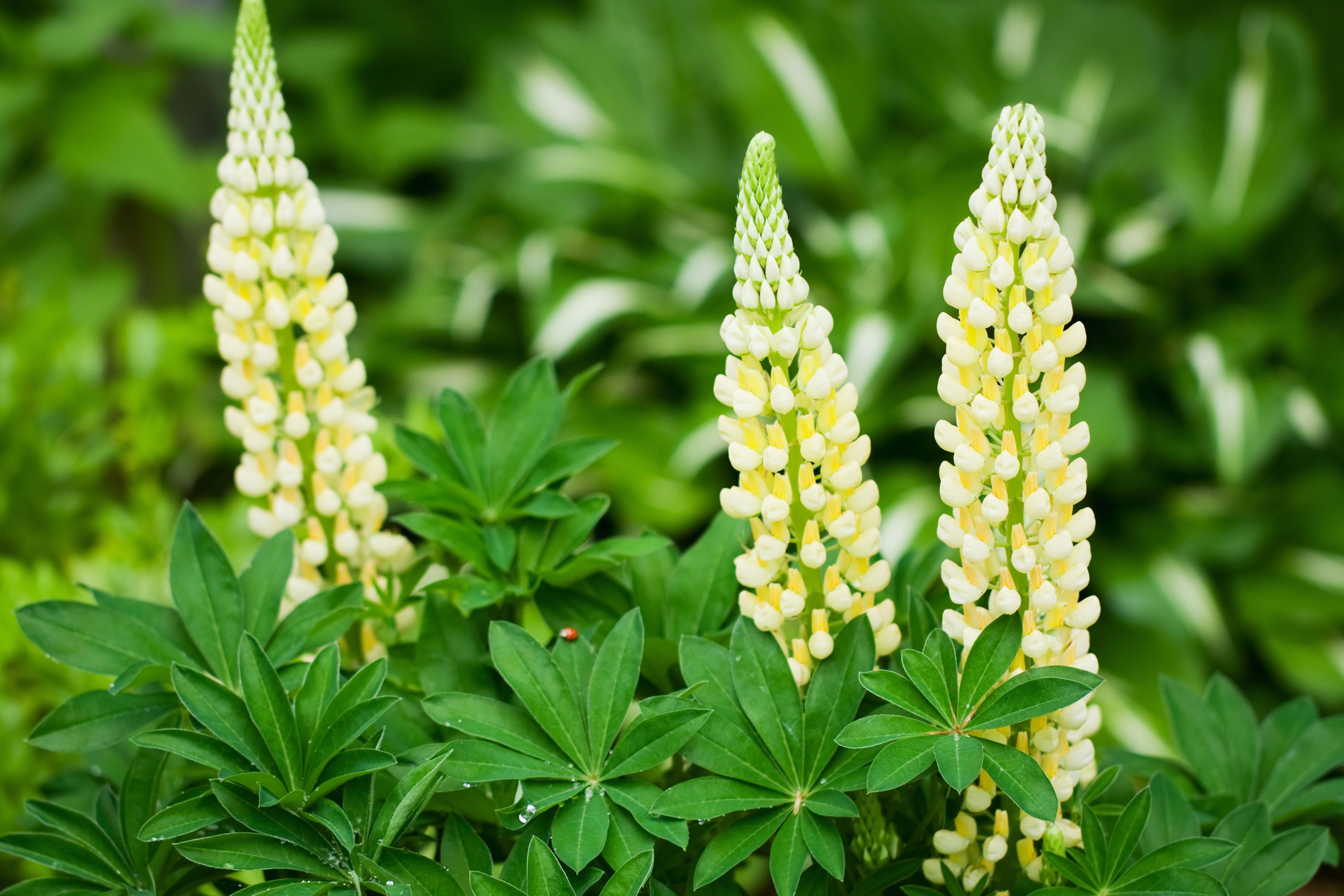 DEKO_JARDIN_624_Parterre de plantas vivaces de floracion amarilla Lupine