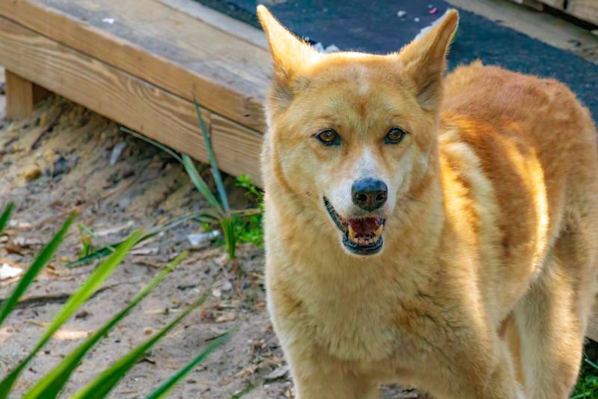 Es un animal muy adaptable que se cree que desciende de perros salvajes.
