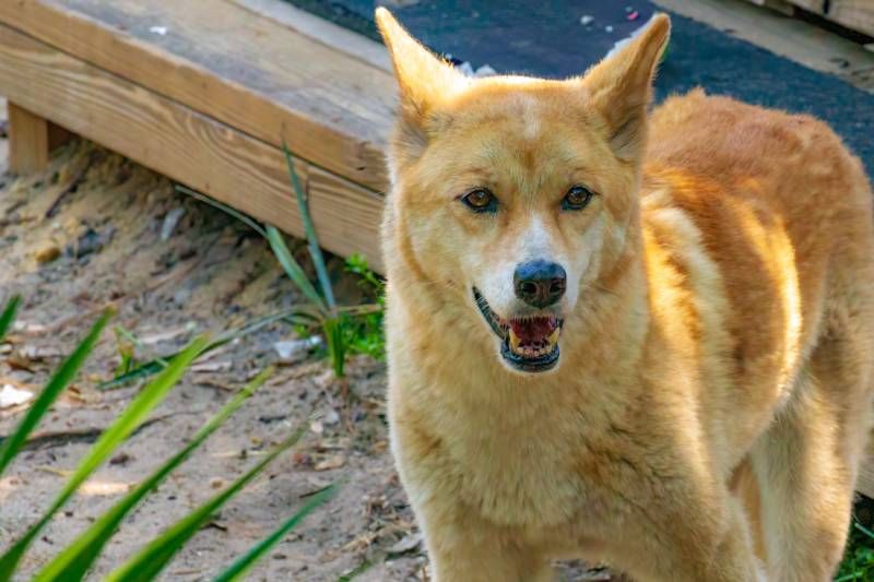 Es un animal muy adaptable que se cree que desciende de perros salvajes.