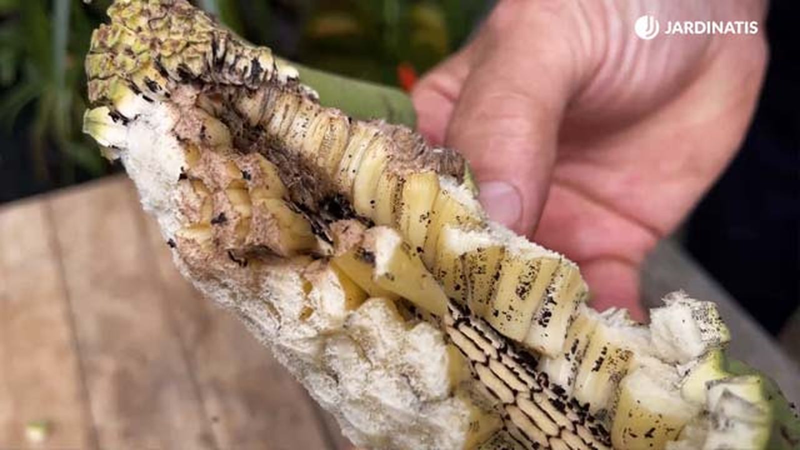 pulpa semillas fruto costilla de adan jardinatis 22 16
