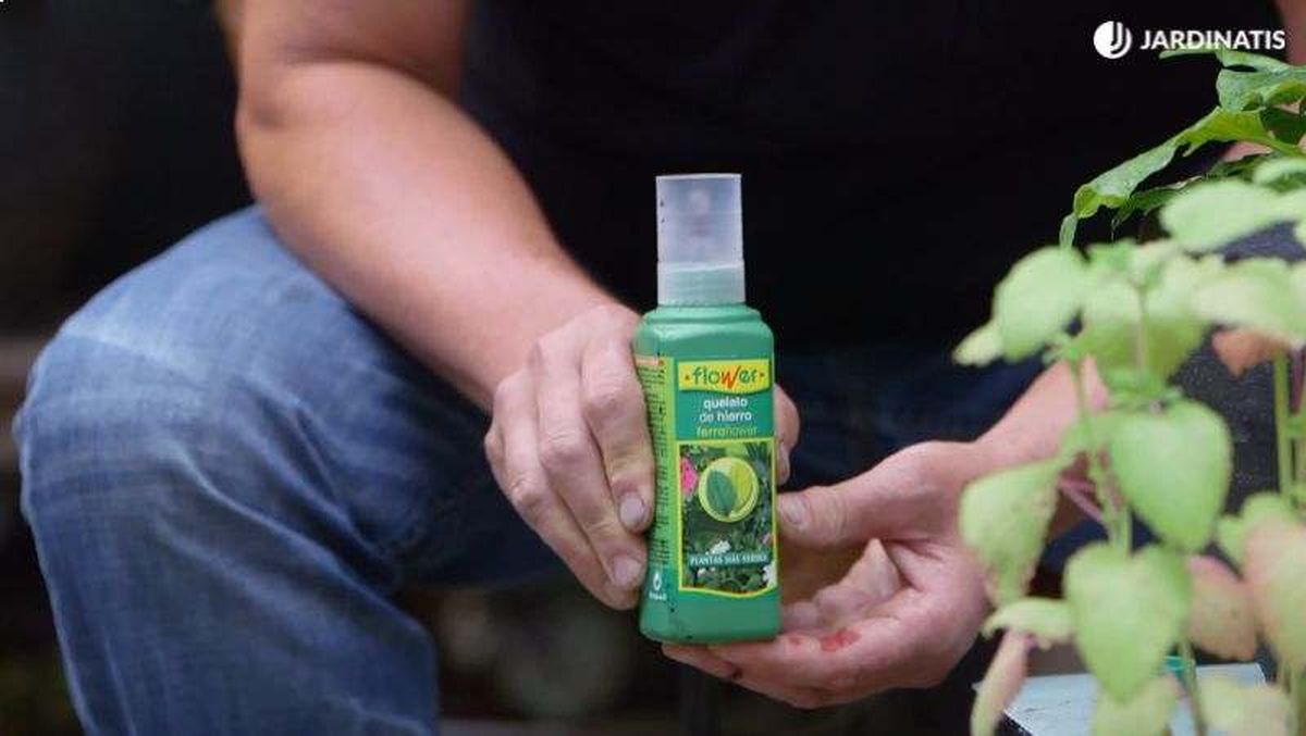 El sulfato de hierro es muy efectivo para combatir la clorosis férrica