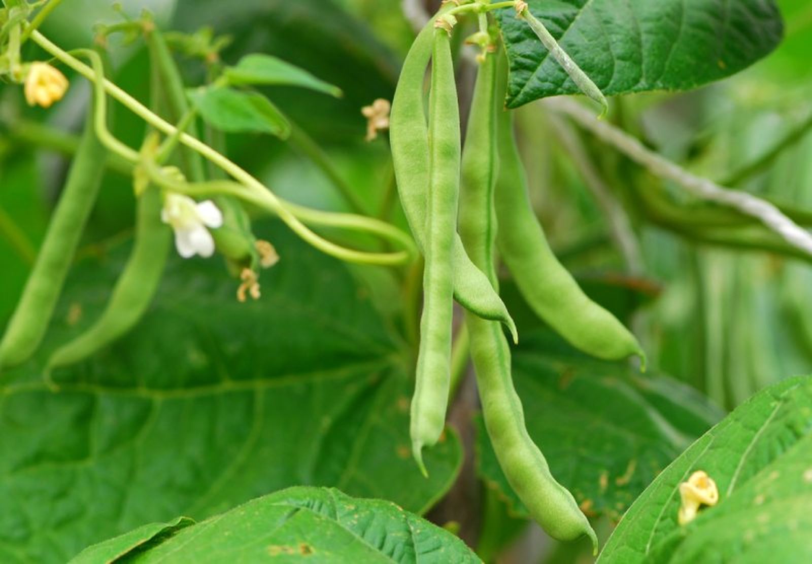 Judías verdes en la huerta
