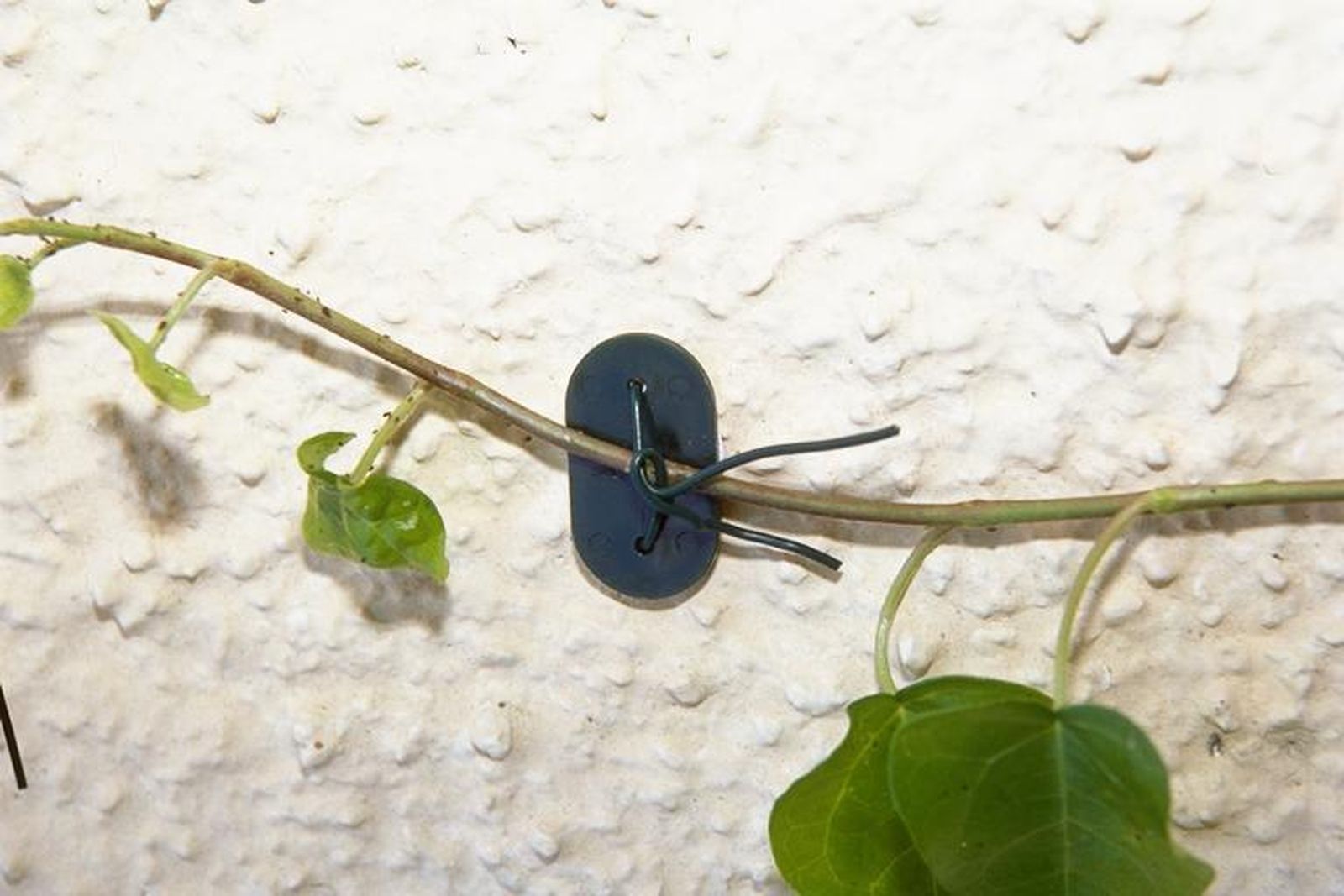 Amarres para plantas trepadoras