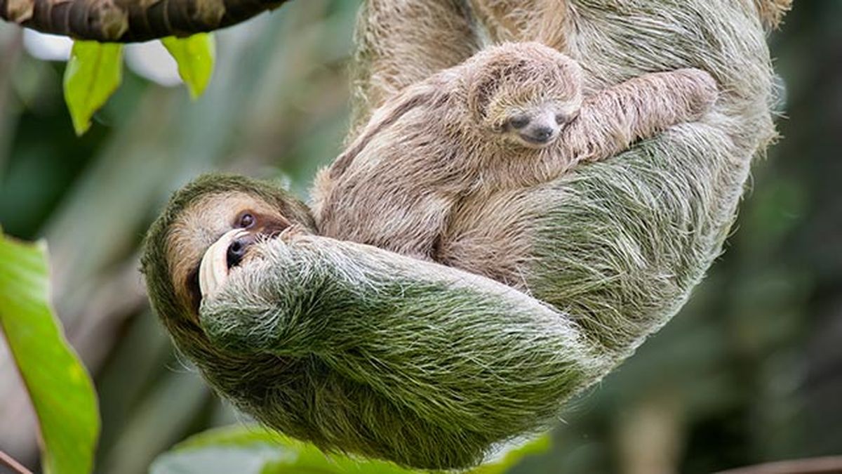 oso perezoso 7 madre cria