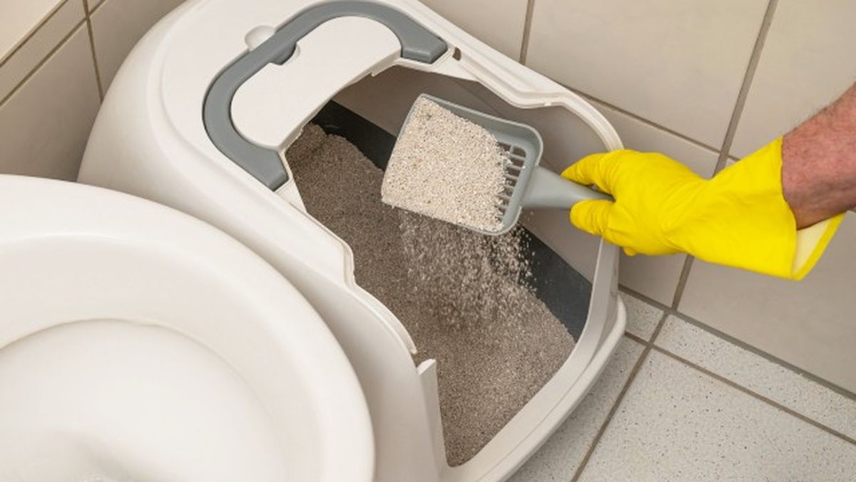 por que arenero de mi gato huele mal causas remedios caseros