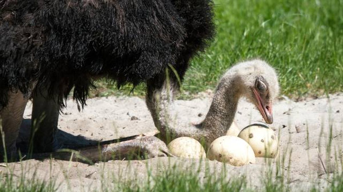 animales oviparos reproduccion por huevos avestruz