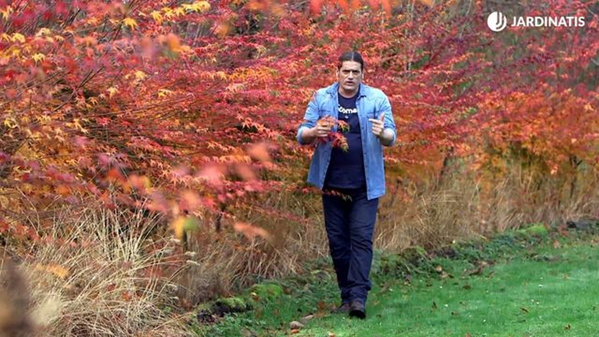 cuidados de los arces japoneses brico 976