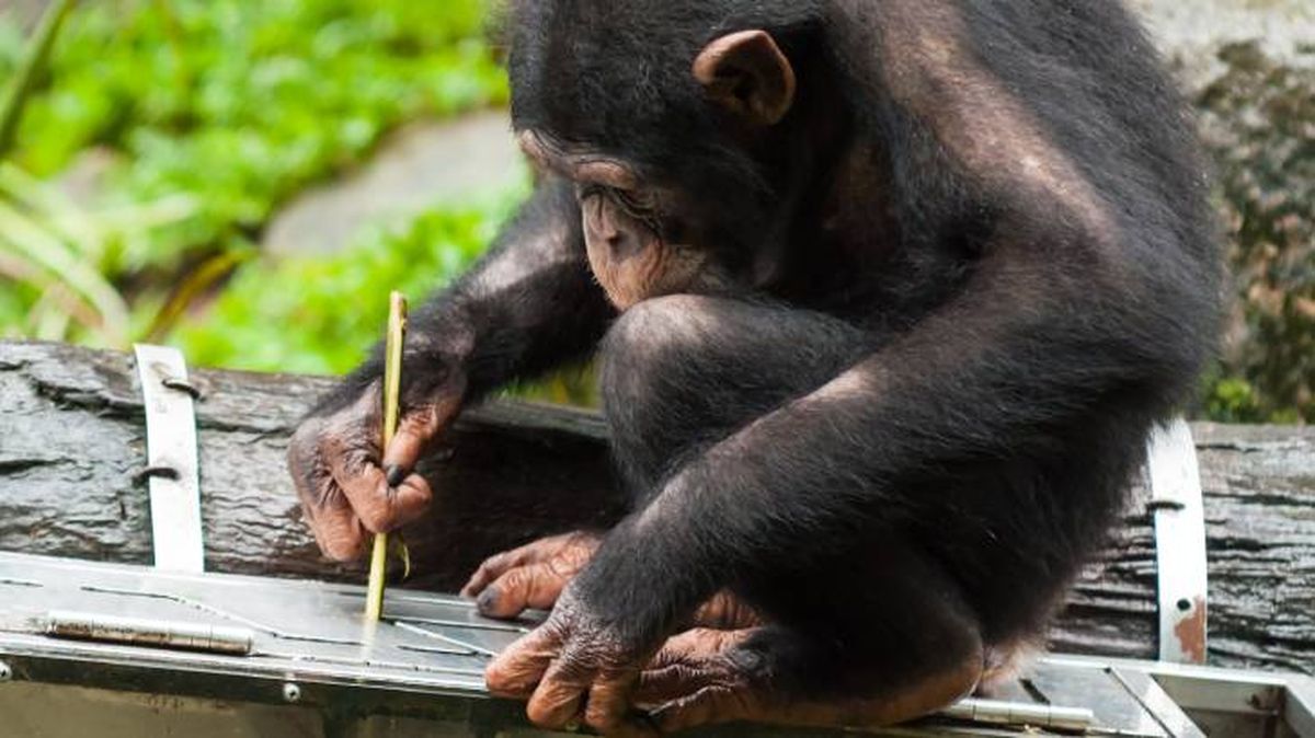 animales usan herramientas chimpance