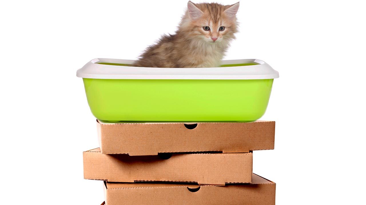 gato usar wc 3