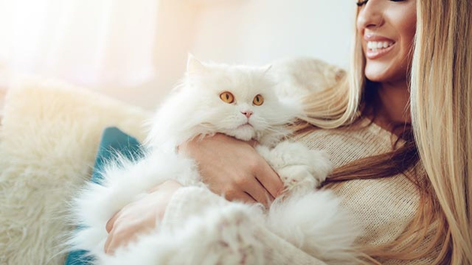 gato persa 1 abrazo