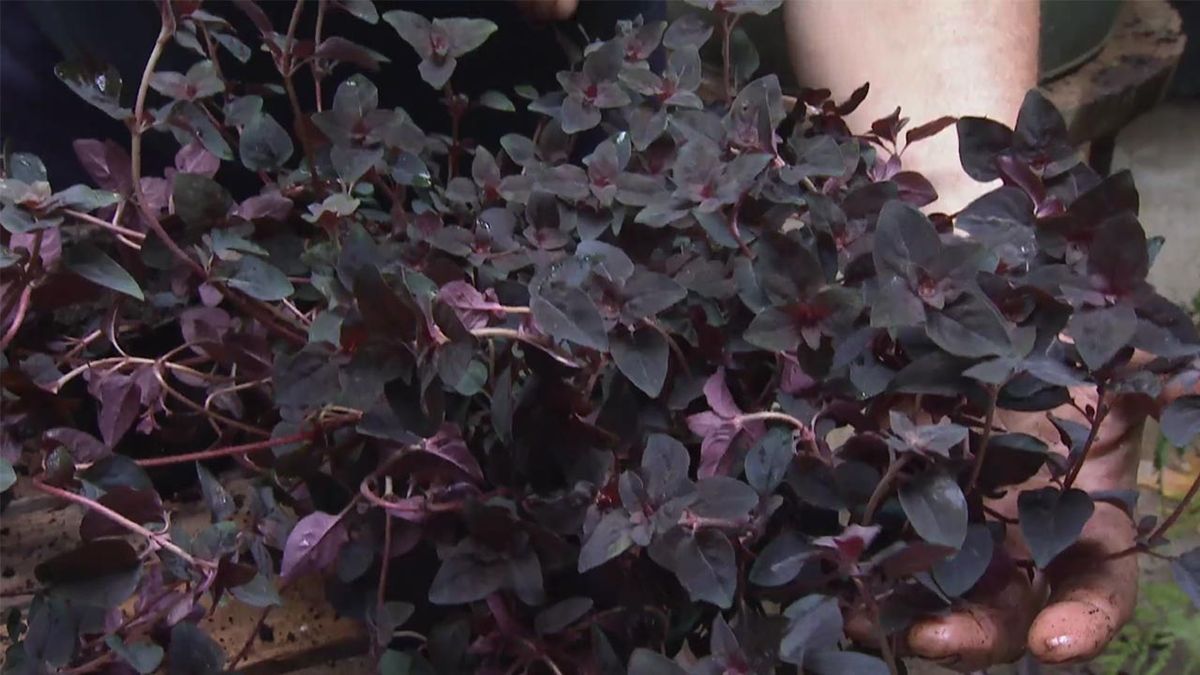 brico 1032 jardin planta Lysimachia nummularia Persian Chocolate