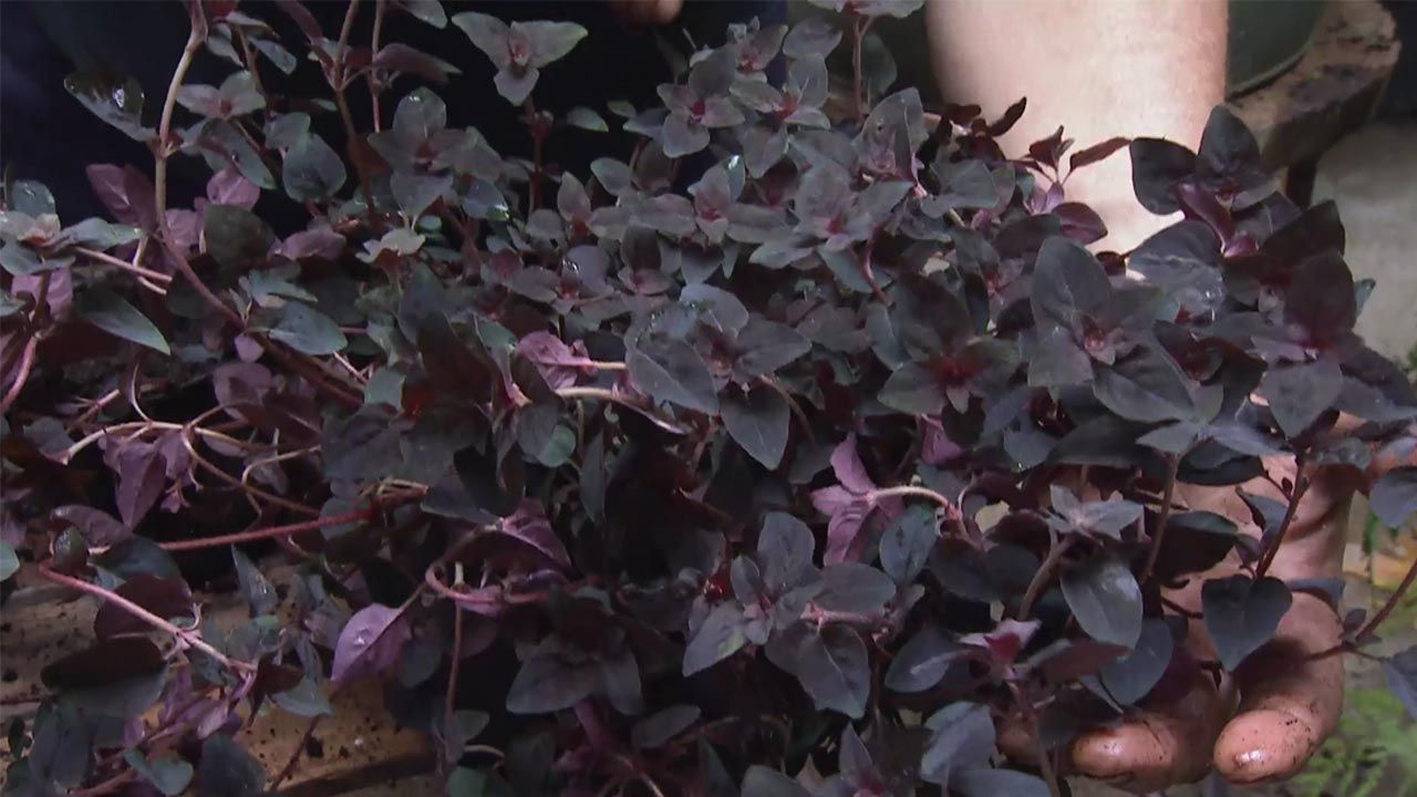 brico 1032 jardin planta Lysimachia nummularia Persian Chocolate